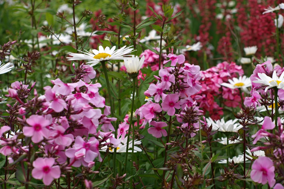 Wo Gartenträume wahr werden Ungekürzt